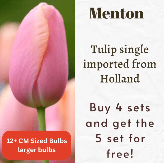 Menton Tulip Bulbs