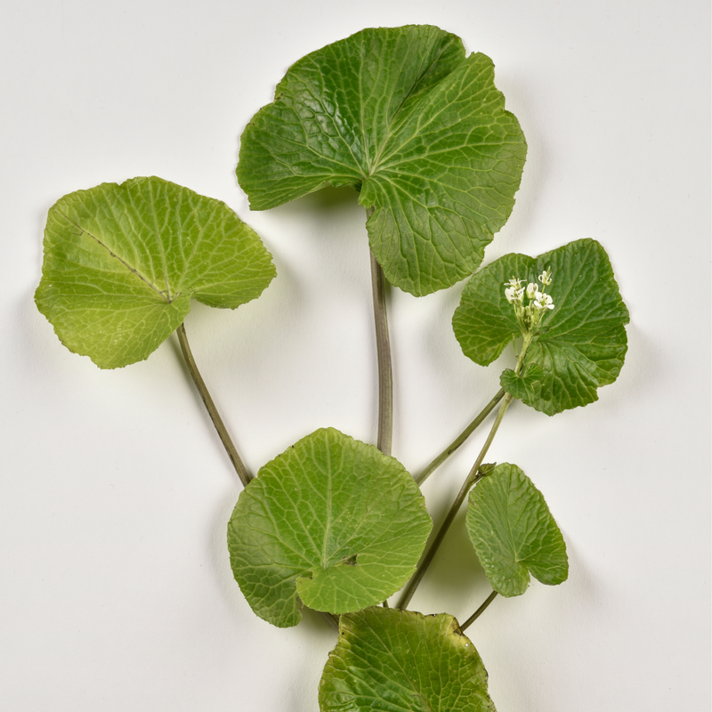 Mikado Wasabi Plants