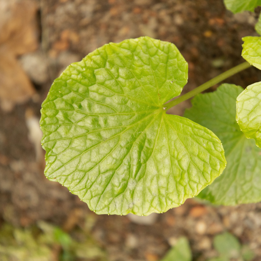 Misho Wasabi Plants