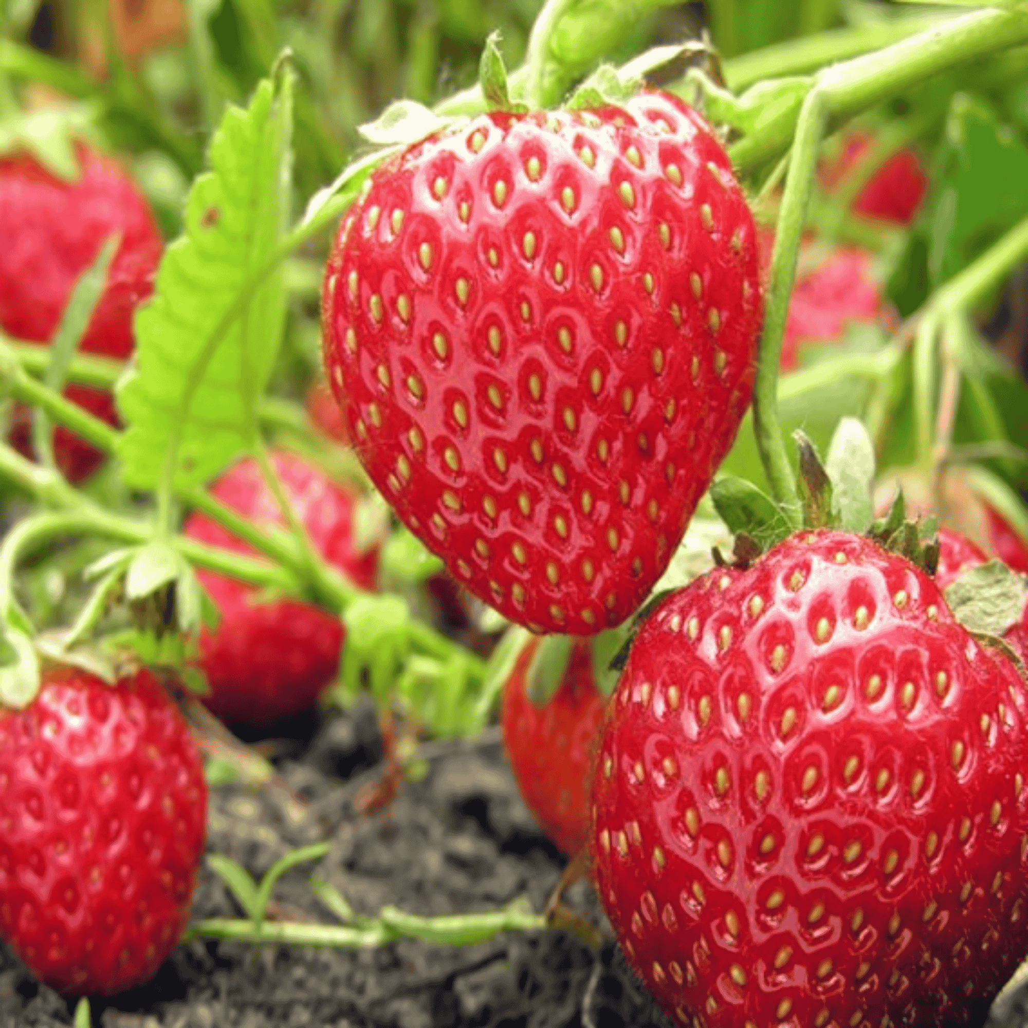 Monterey Everbearing Strawberry Plants | Bare Root | Sweet, Large, Hig – Hand Picked Nursery