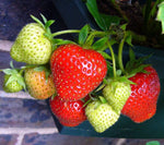 Monterey Strawberry Plants