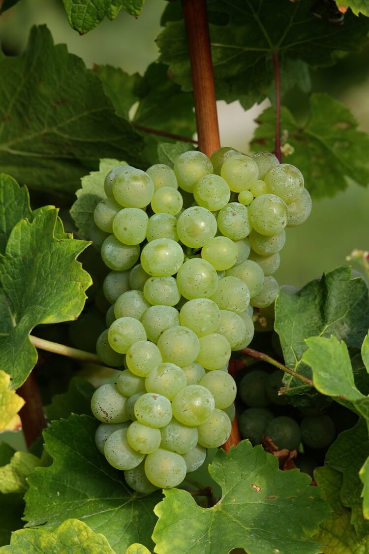 Moscato Giallo Grape Vine