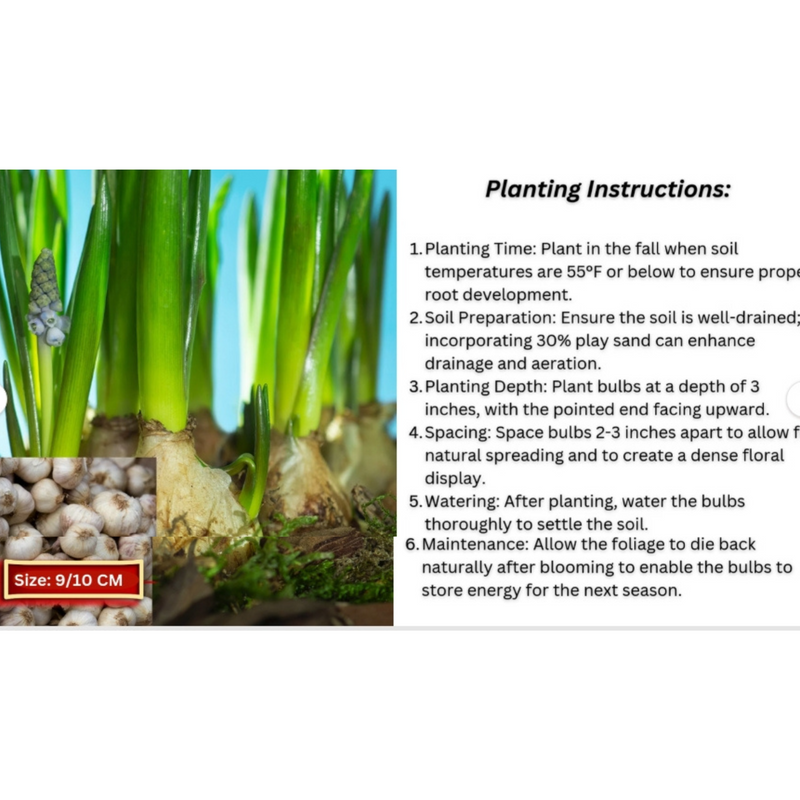 Muscari Grape Hyacinth Bulbs