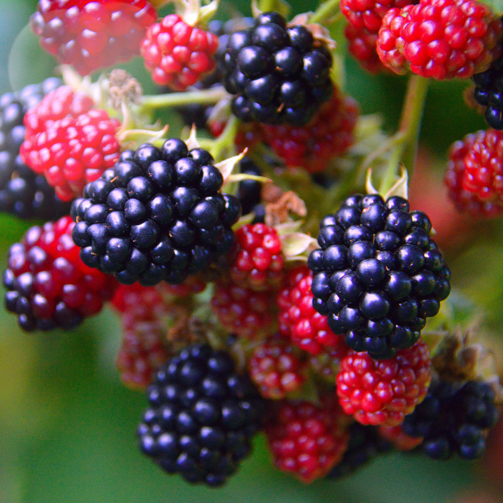 Natchez Blackberry Plants