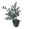  Ilex X 'Nellie R Stevens'