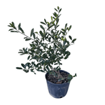  Ilex X 'Nellie R Stevens'