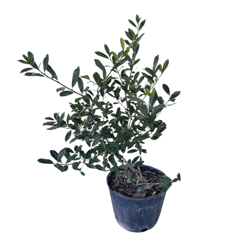  Ilex X 'Nellie R Stevens'