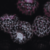 Niwot Black Raspberry Plant