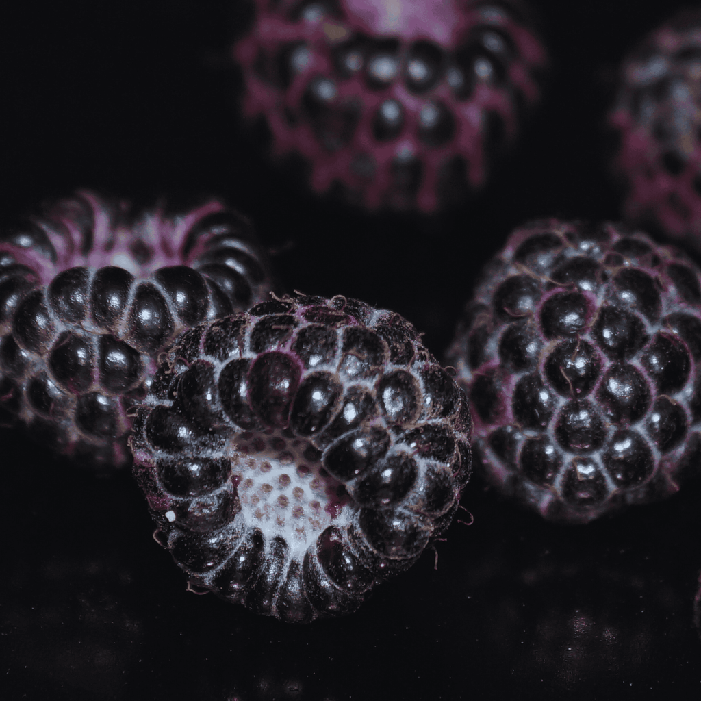 Niwot Black Raspberry Plant