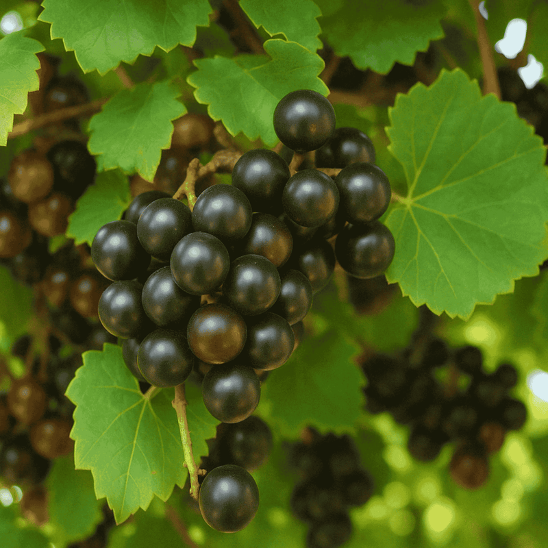 Noble Muscadine Grape Vine