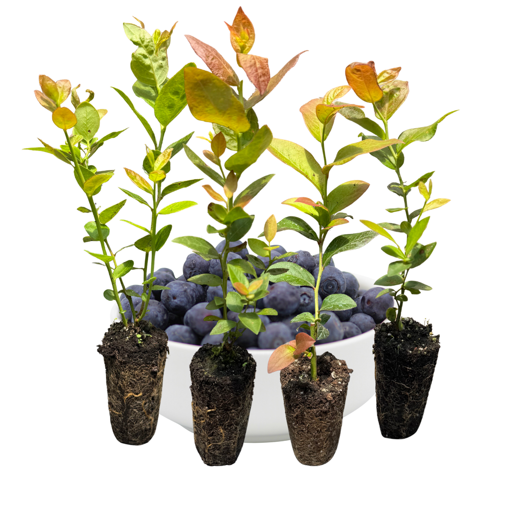 Bare Root Blueberry Plants for Sale | Sweet, Hardy & Productive – Hand ...