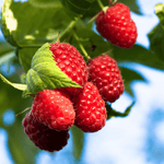 Nova red raspberry bareroot plant