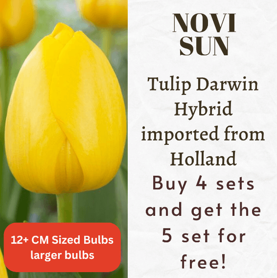 Novi Sun Tulip Darwin Hybrid Bulbs
