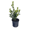 Oakland Holly Tree