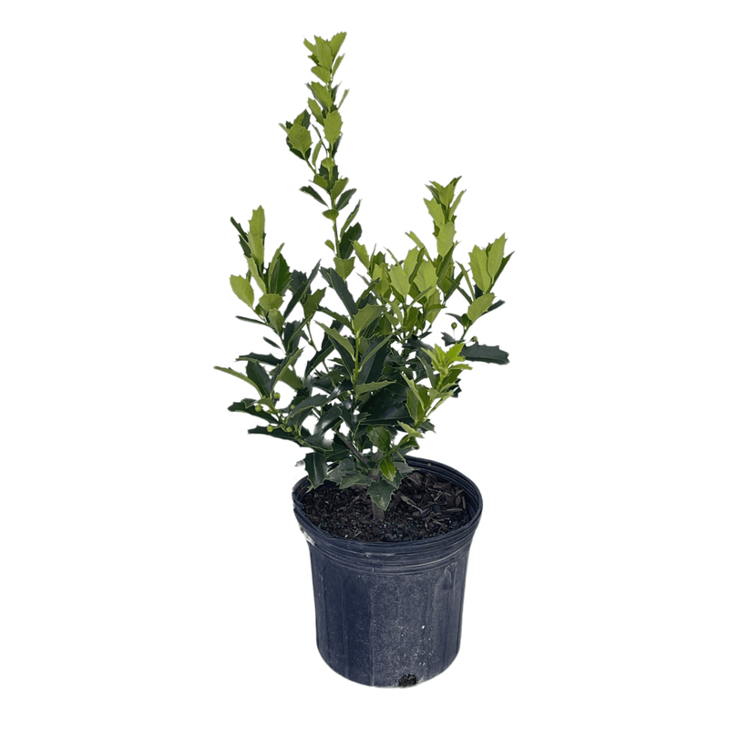 Oakland Holly Tree
