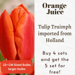 Orange Juice Tulip Triumph Bulbs