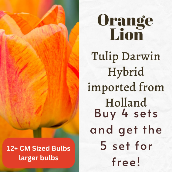 Orange Lion Tulip Darwin Hybrid Bulbs