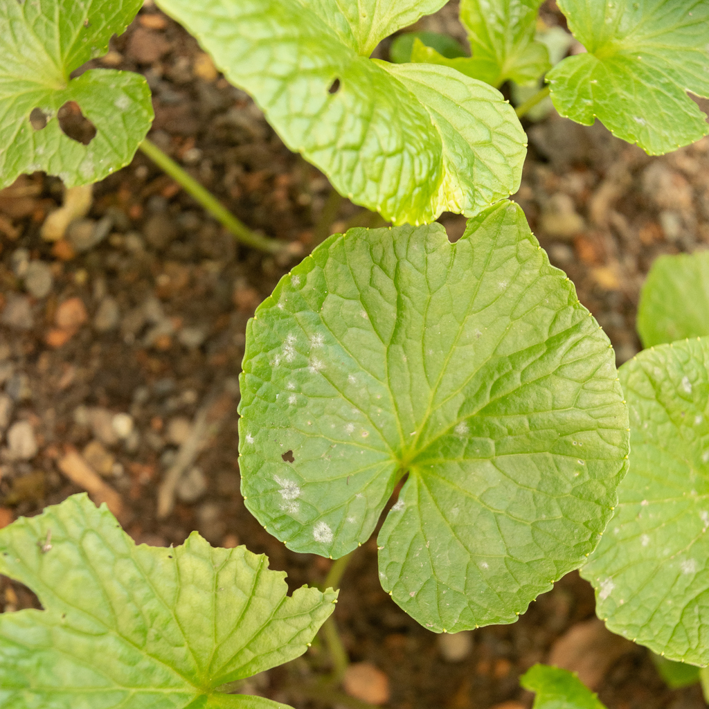 Orochi Wasabi Plants