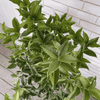 Fragrant Tea Olive Plant