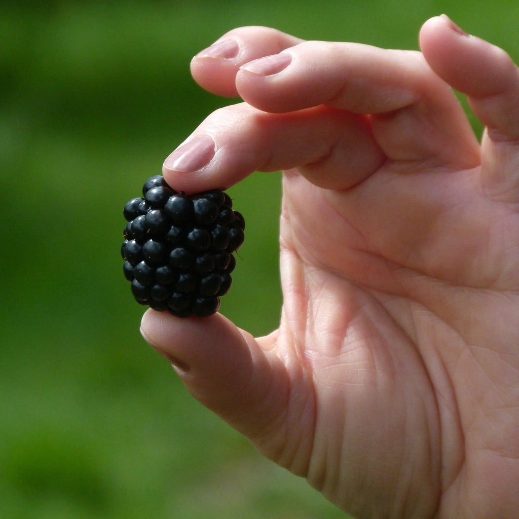 Blackberries on a vine