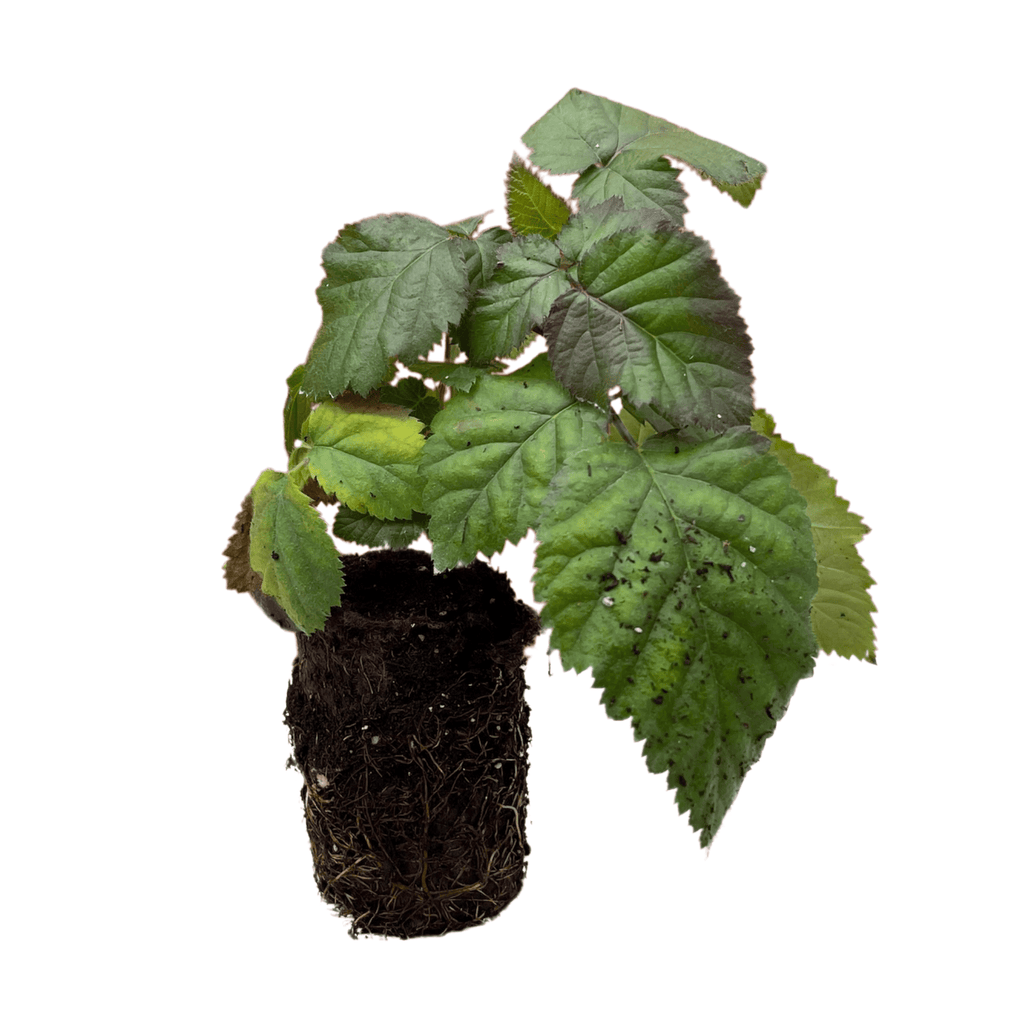 ouachita blackberry plants