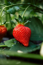 Ozark Strawberry Plants
