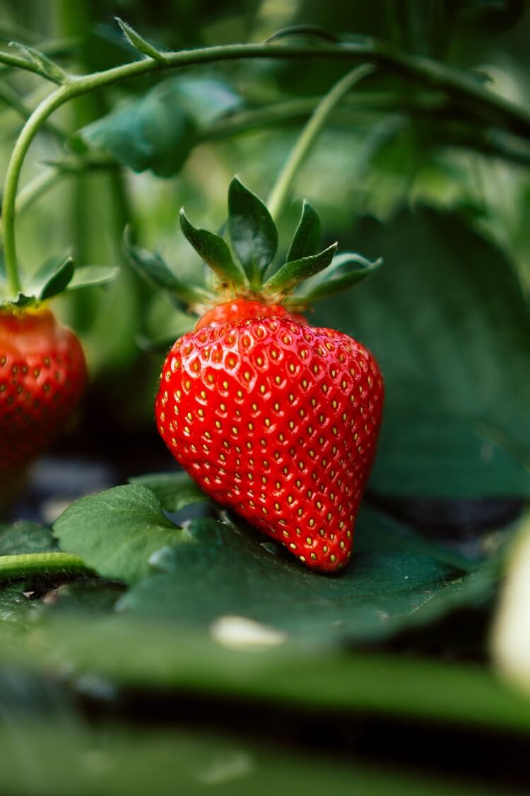 Ozark Strawberry Plants