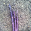 Asparagus Garden variety pack: Jersey Knight, Mary Washington, Purple Passion - 10 each