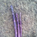 Asparagus Garden variety pack: Jersey Knight, Mary Washington, Purple Passion - 10 each