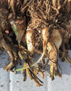 Premium Tuberose Bulbs - Fragrant and Exotic Blooms for Your Garden