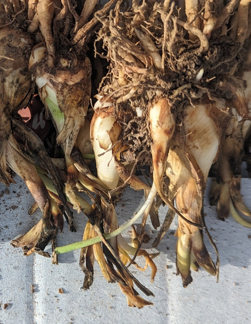 Premium Tuberose Bulbs - Fragrant and Exotic Blooms for Your Garden