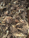 Premium Tuberose Bulbs - Fragrant and Exotic Blooms for Your Garden