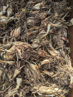 Premium Tuberose Bulbs - Fragrant and Exotic Blooms for Your Garden