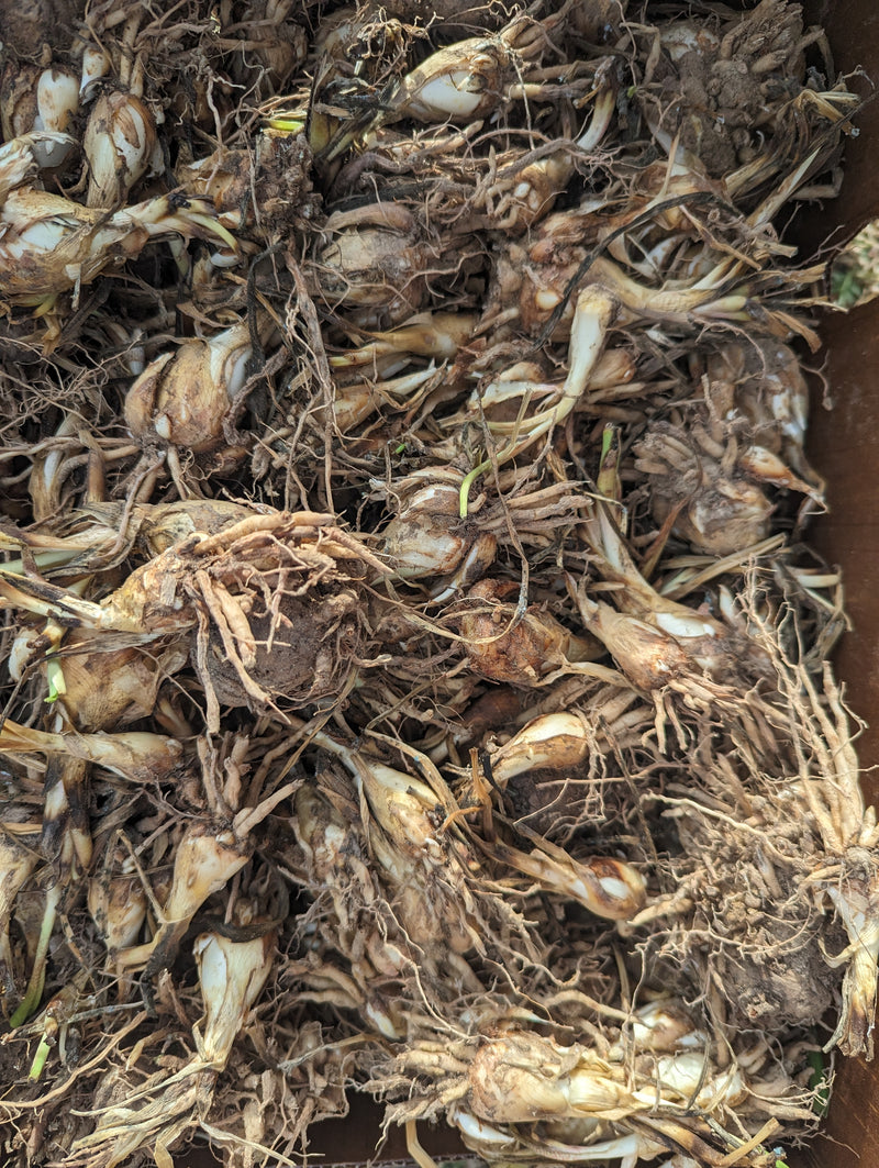 Premium Tuberose Bulbs - Fragrant and Exotic Blooms for Your Garden