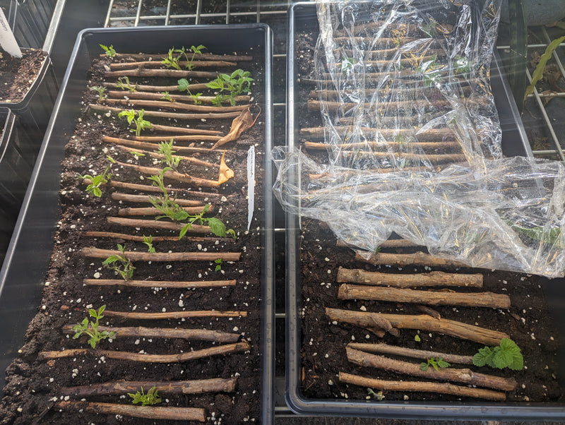 All Season Raspberry Plant Garden - 1 of each - Heritage Raspberry, Golden Rasberrry, Joan J, and Tahi  Black Raspberry.