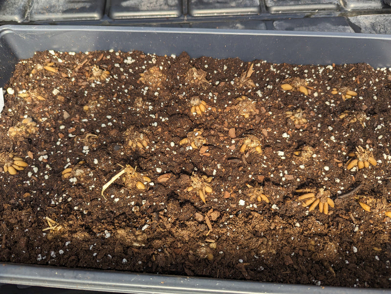 THE RANUNCULUS GIANT MIXTURE BUY 4 SETS AND GET 5TH SET FOR FREE!