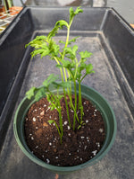 THE RANUNCULUS GIANT MIXTURE BUY 4 SETS AND GET 5TH SET FOR FREE!