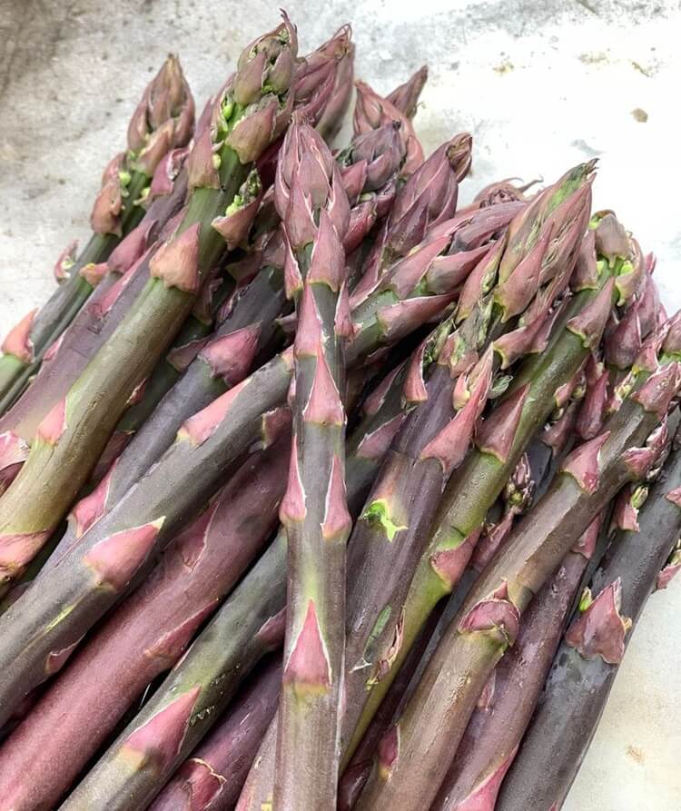 Pacific Purple Asparagus Plants