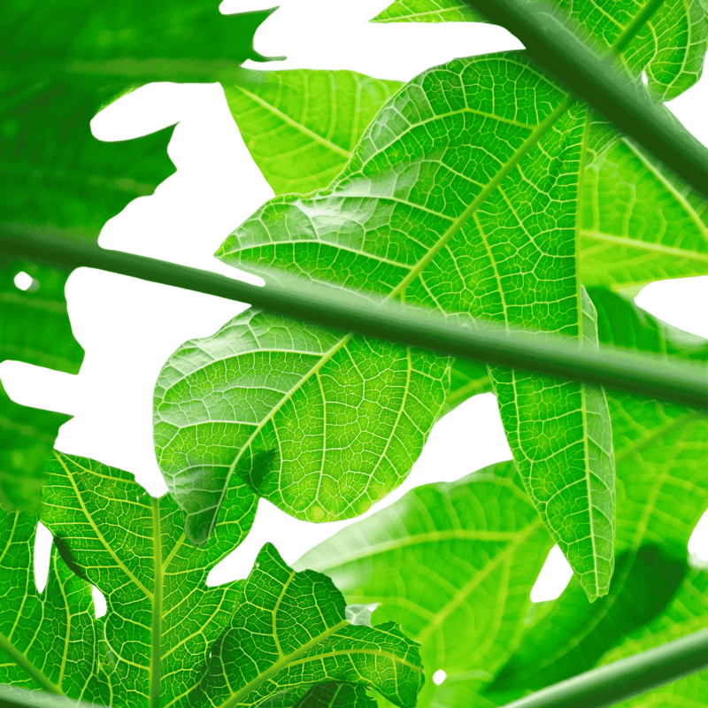 pawpaw tree bareroot