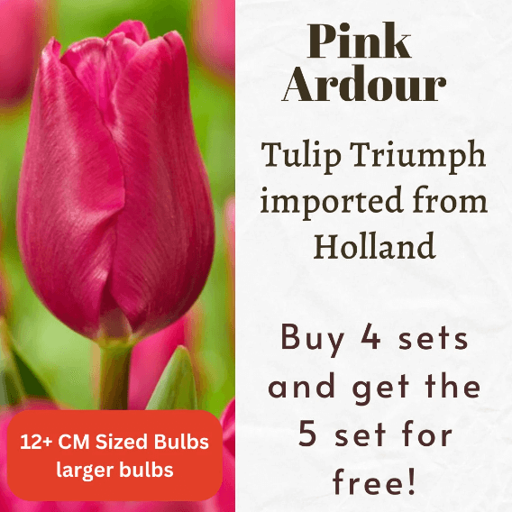 Pink Ardour Tulip Bulbs