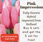 Pink Impression Tulip Darwin Hybrid Bulbs