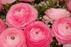 Pink Ranunculus Bulbs