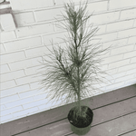 Pinus taeda