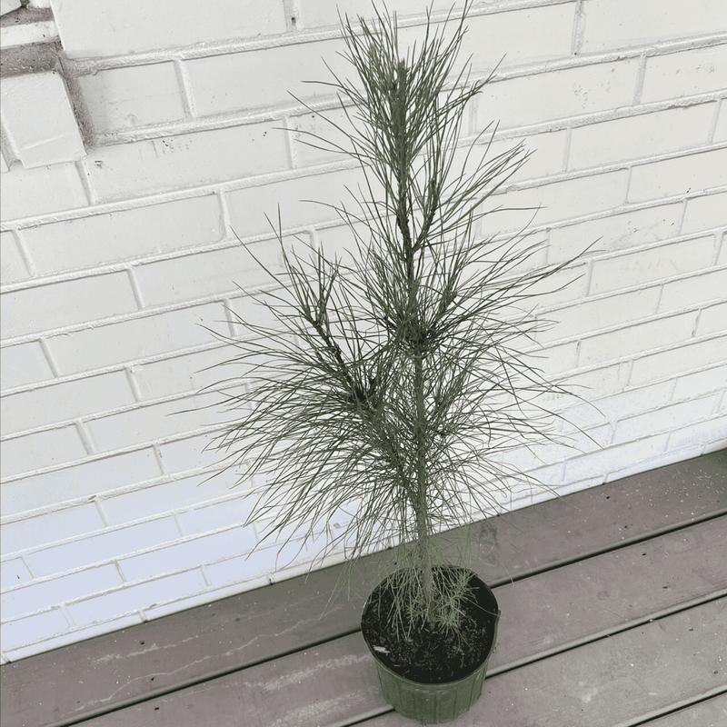 Pinus taeda