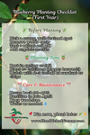 Reka Blueberry Plant | Early-Season Northern Highbush | Fast-Growing, High-Yield, Cold-Hardy (1-Quart Live Plant / Bare Root 10–12")