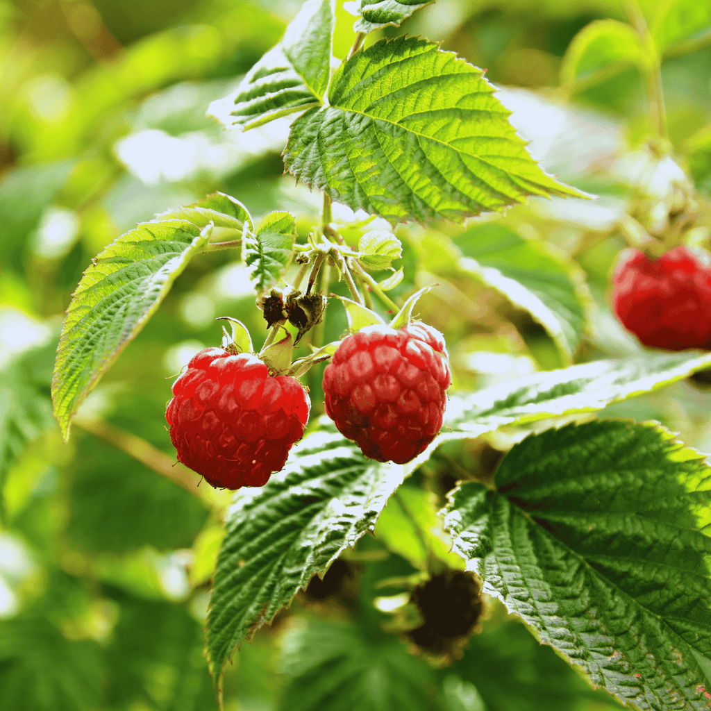 Polana red bareroot raspberry bareroot