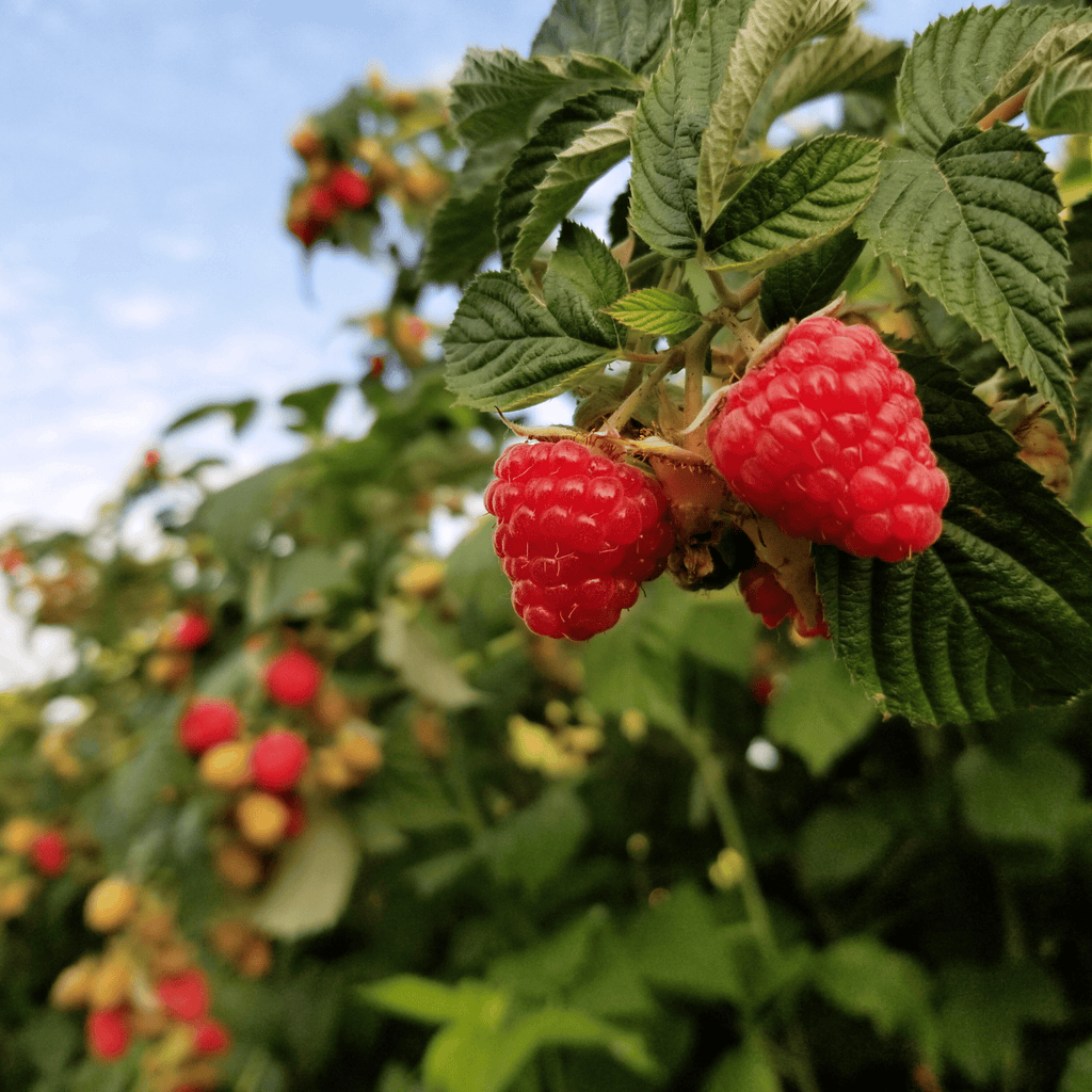 polka red raspberry bareroot plant