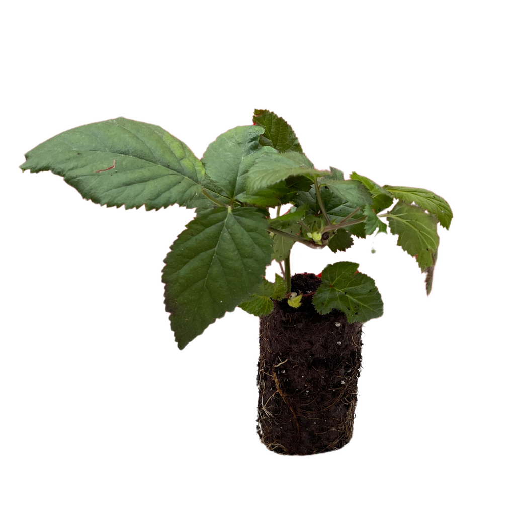 ponca blackberry plug