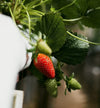 Portola Strawberry Plants