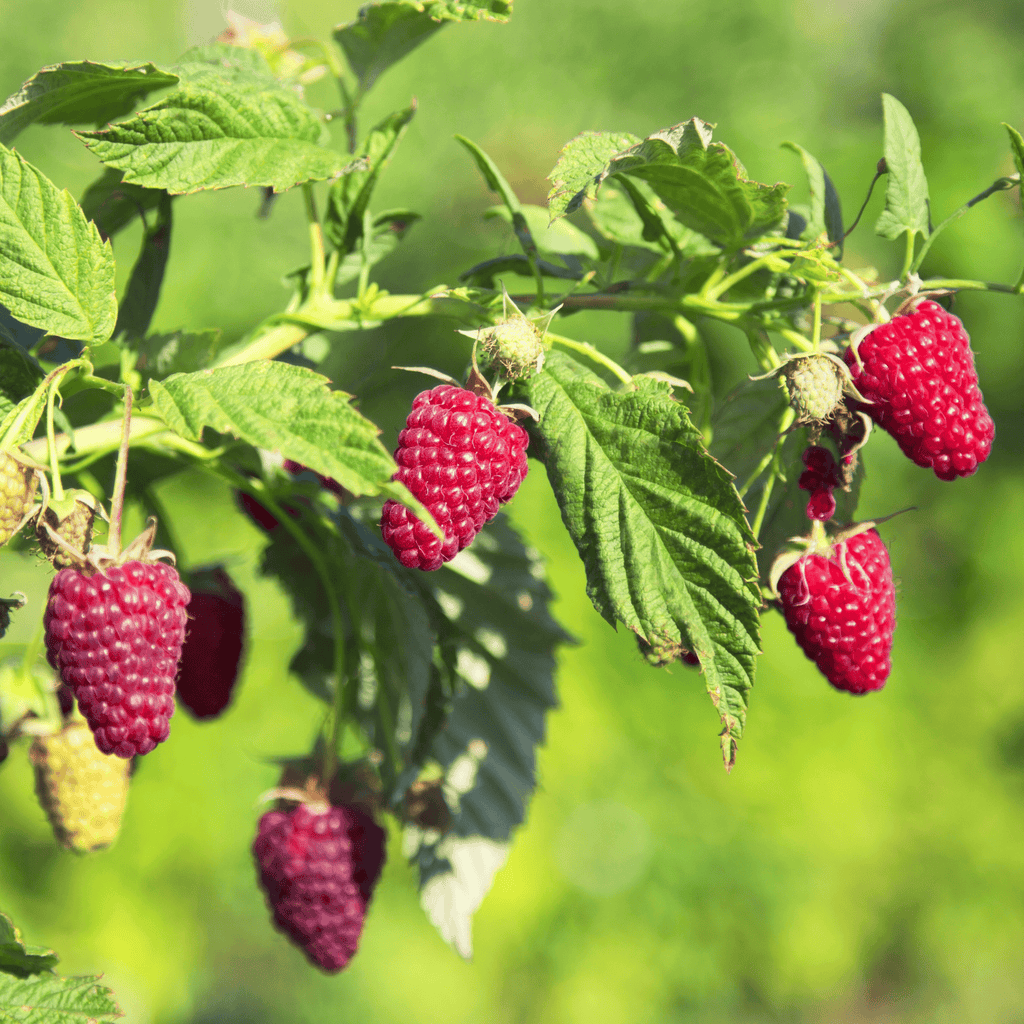 prelude red raspberry bareroot plant